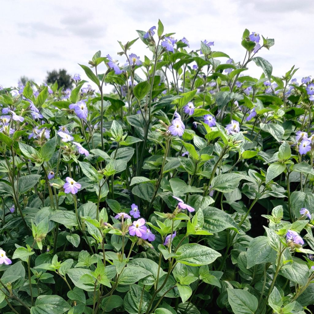 Browallia Blue Lady (Samen) - Amethyst-Veilchenbusch