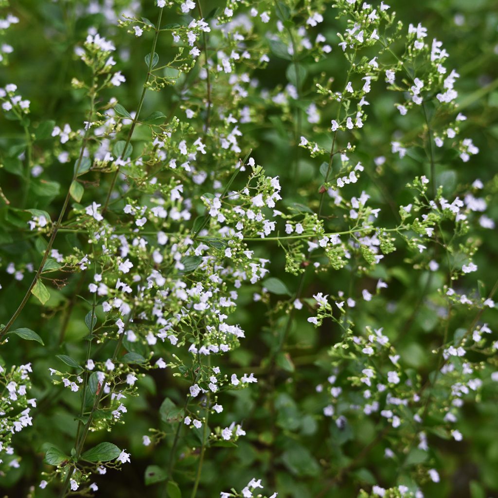 Kleine Bergminze - Calamintha nepeta (Samen)