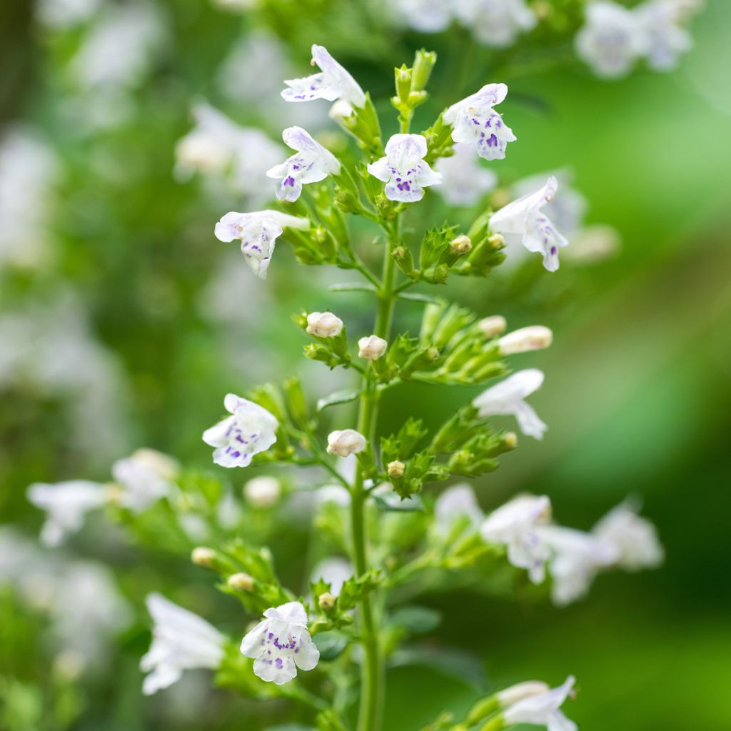 Kleine Bergminze - Calamintha nepeta (Samen)