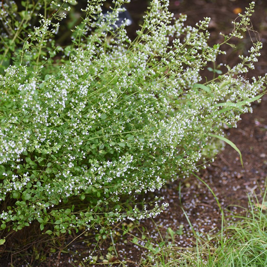 Kleine Bergminze - Calamintha nepeta (Samen)