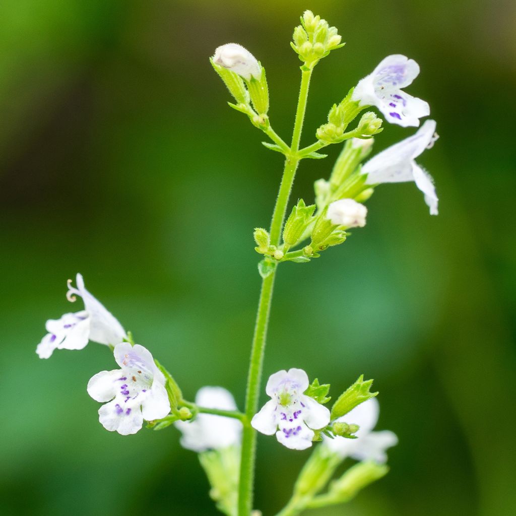 Kleine Bergminze - Calamintha nepeta (Samen)