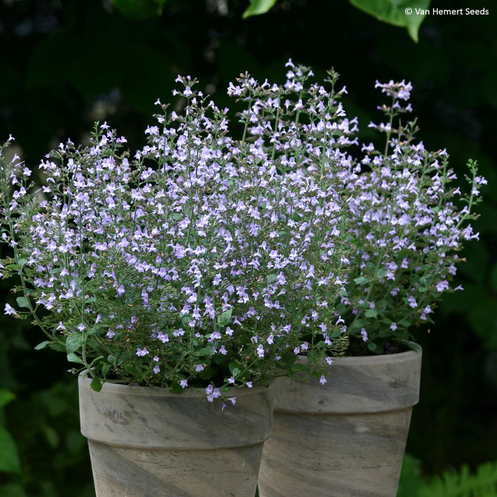 Calamintha nepeta Marvelette Blue (Samen) - Kleine Bergminze