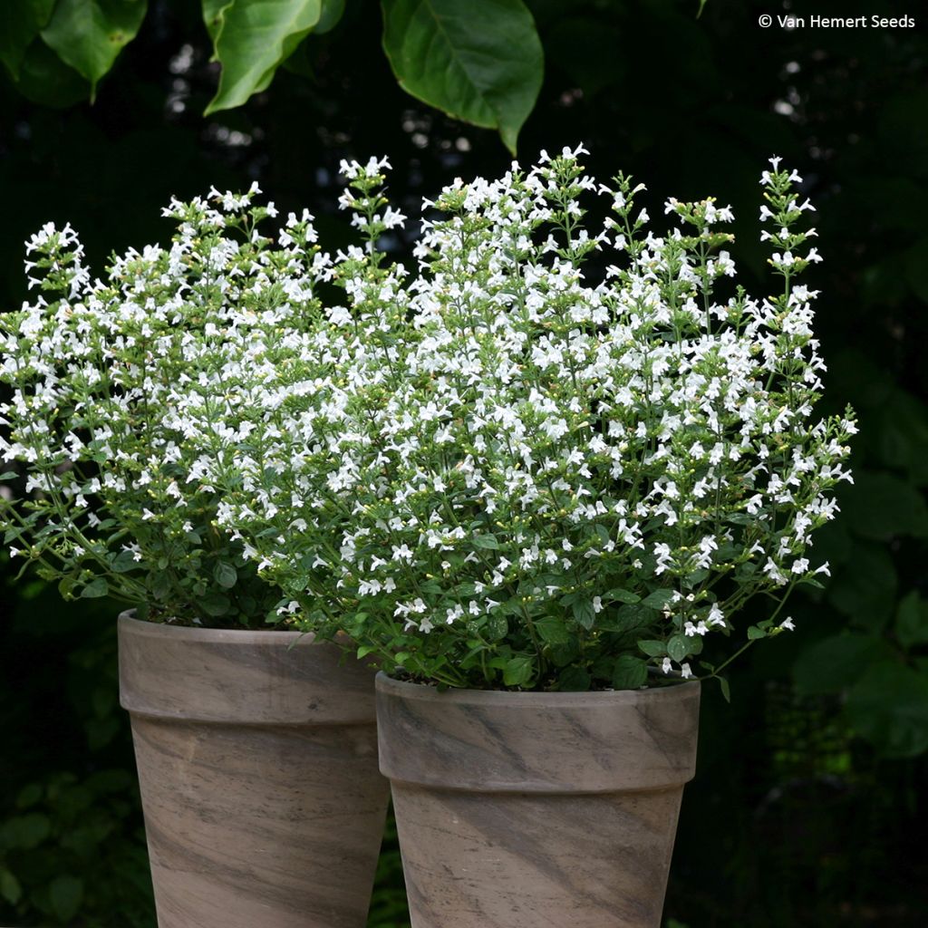 Calamintha nepeta Marvelette White (Samen) - Kleine Bergminze