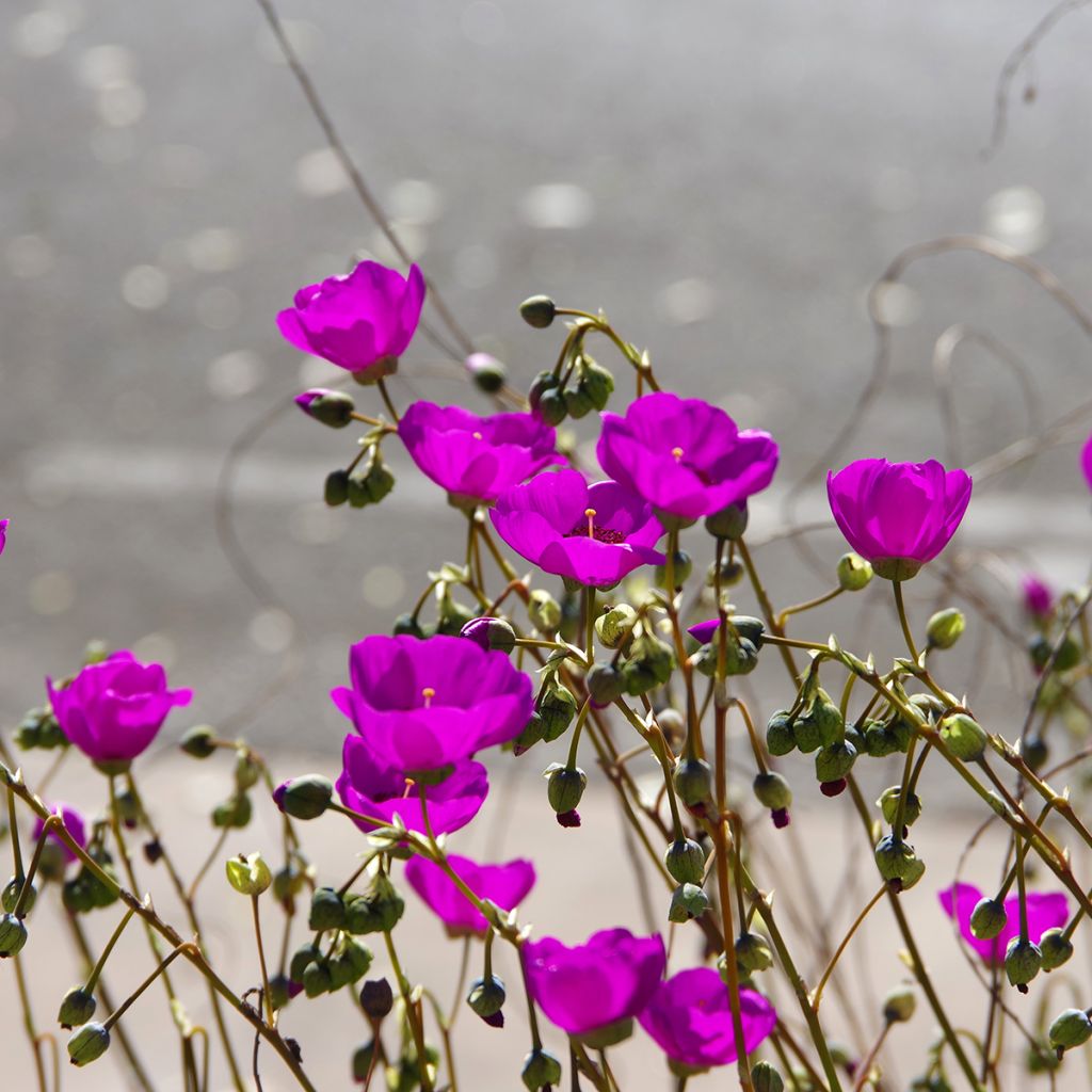 Calandrinia Ruby Tuesday (Samen) - Kalandrine