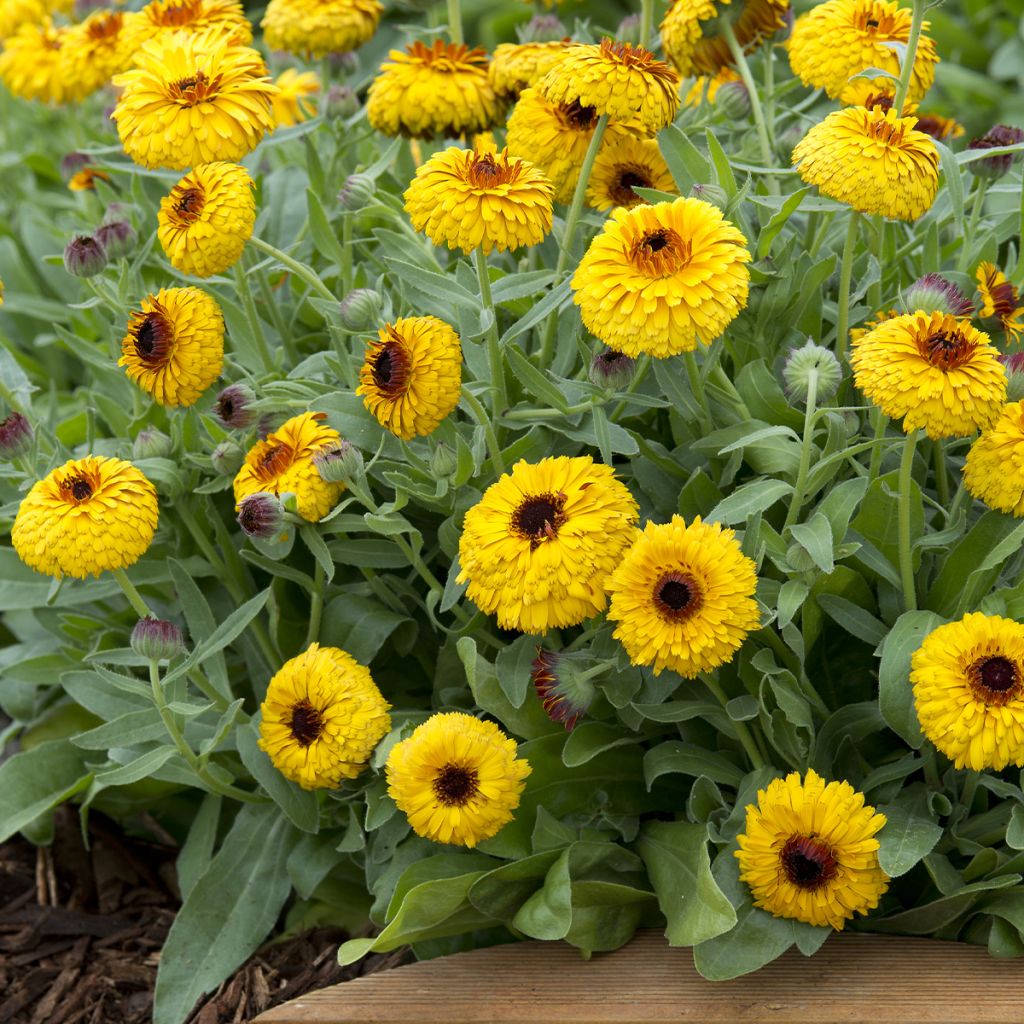 Ringelblume Bull's Eye (Samen) - Calendula officinalis