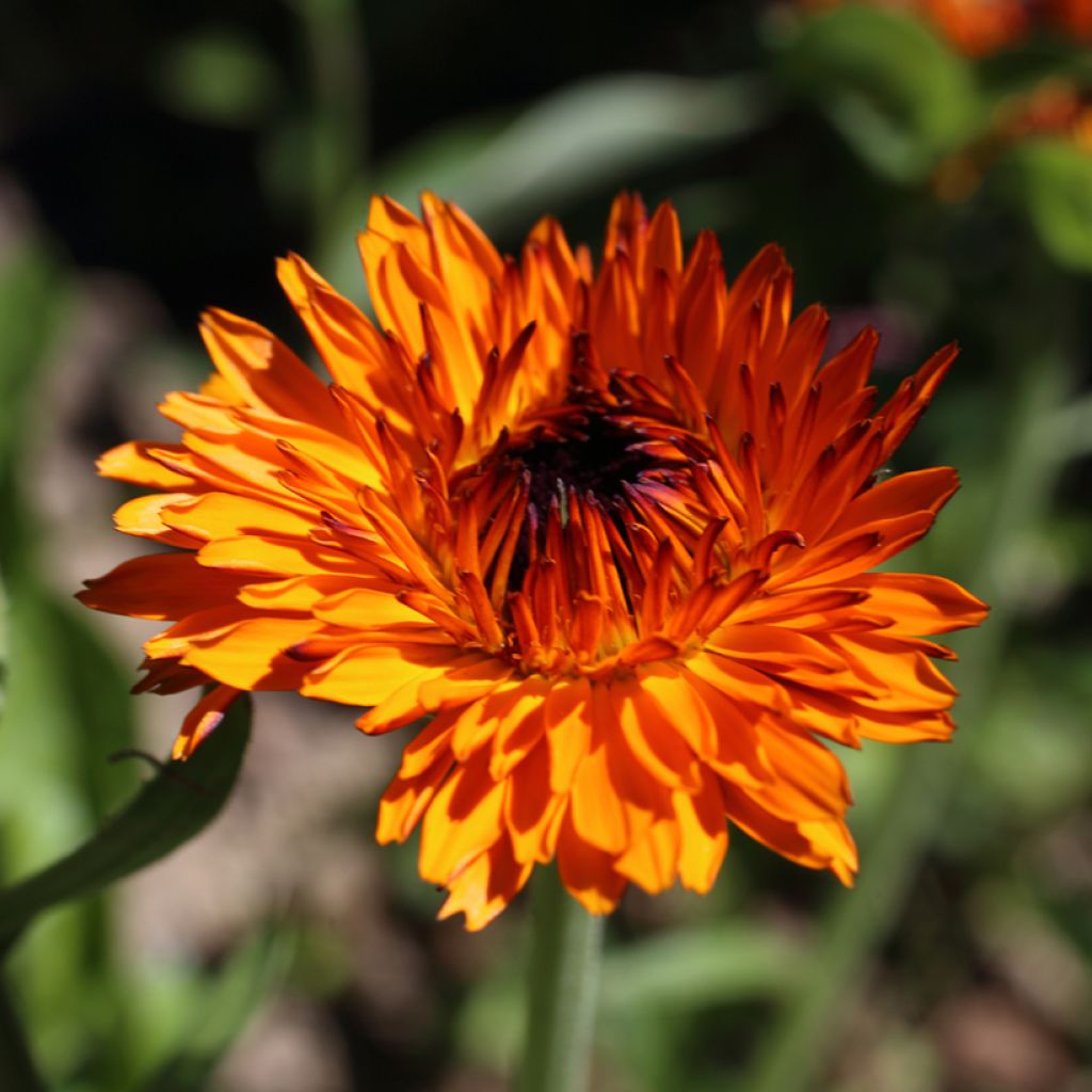 Garten-Ringelblume Néon - Calendula