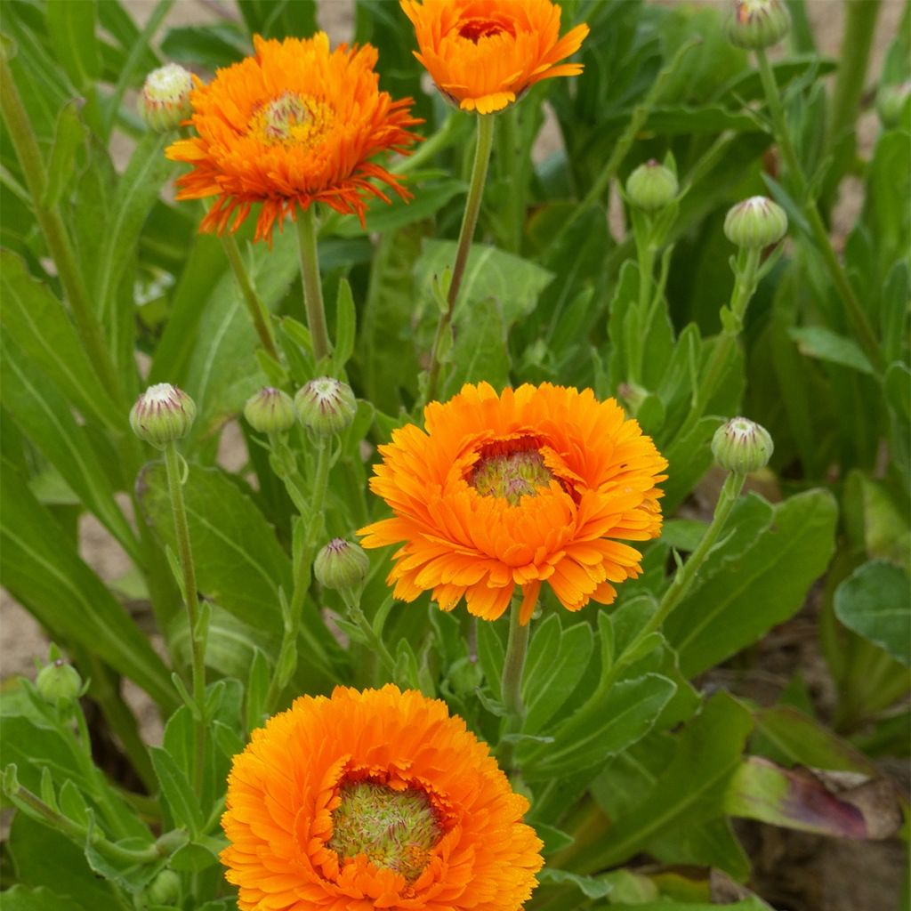 Ringelblume Greenheart Orange (Samen) - Calendula officinalis