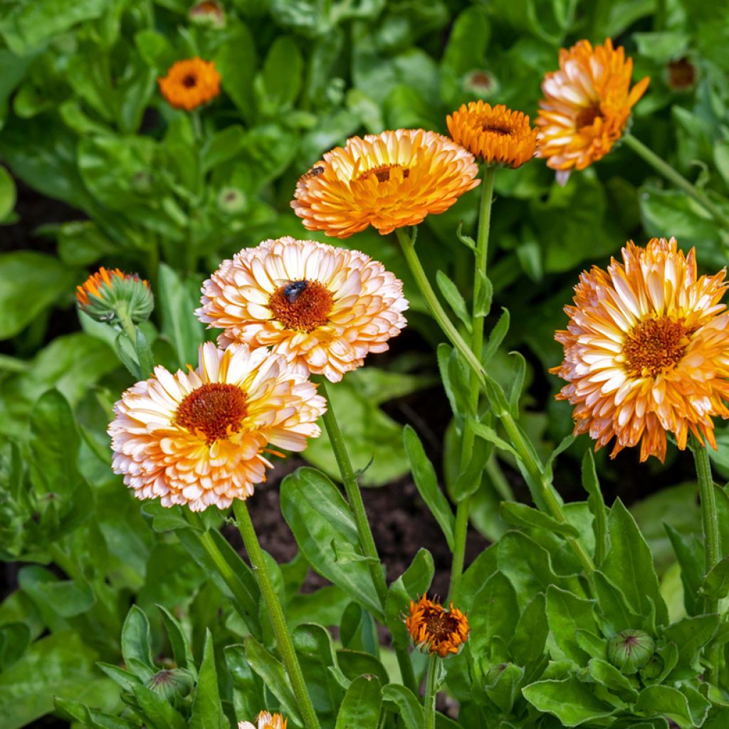 Garten-Ringelblume Pink Surprise - Calendula