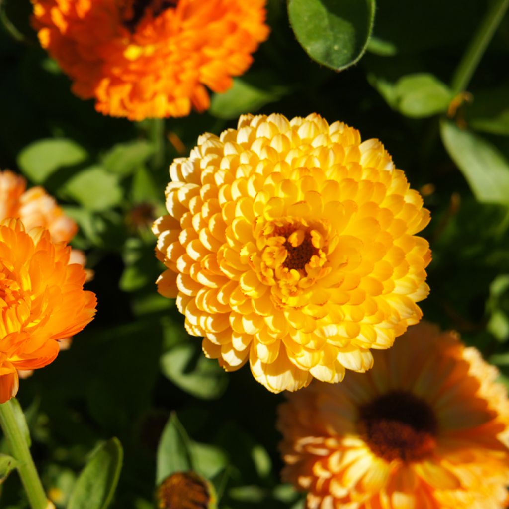 Garten-Ringelblume Pink Surprise - Calendula