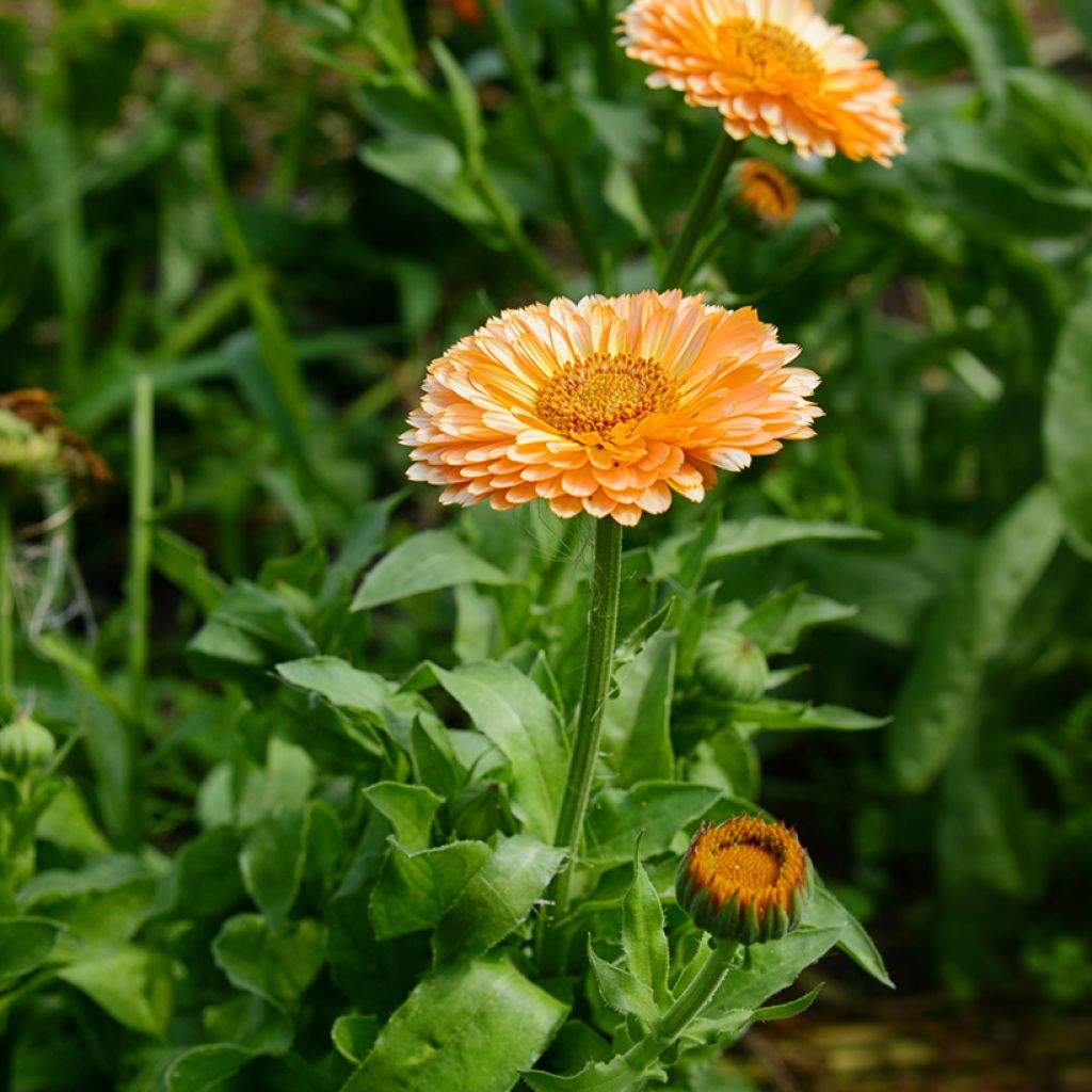 Garten-Ringelblume Pink Surprise - Calendula