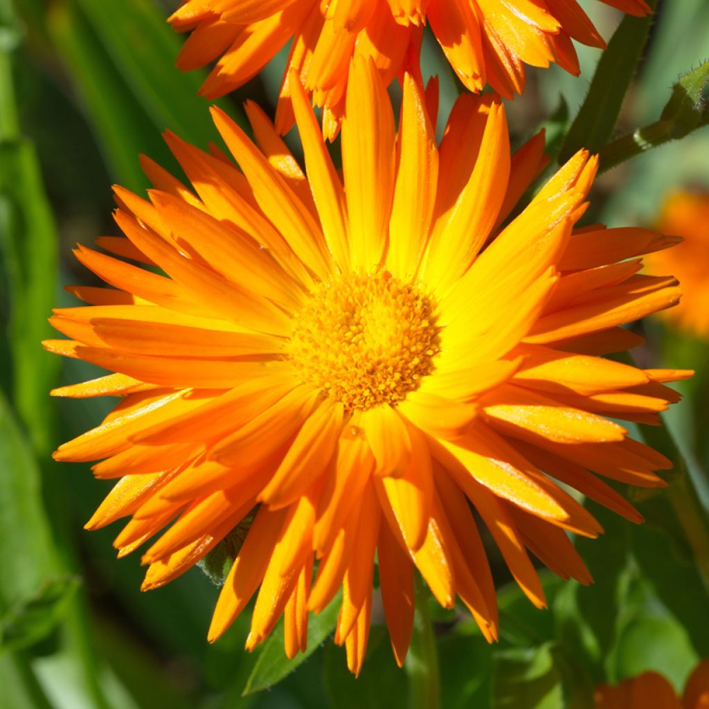 Garten-Ringelblume Porcupine - Calendula