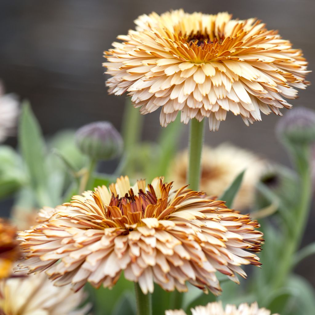 Ringelblume Pygmy Buff (Samen) - Calendula officinalis