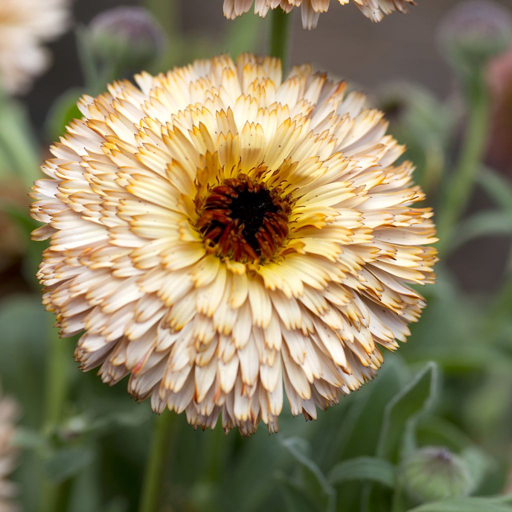 Ringelblume Pygmy Buff (Samen) - Calendula officinalis