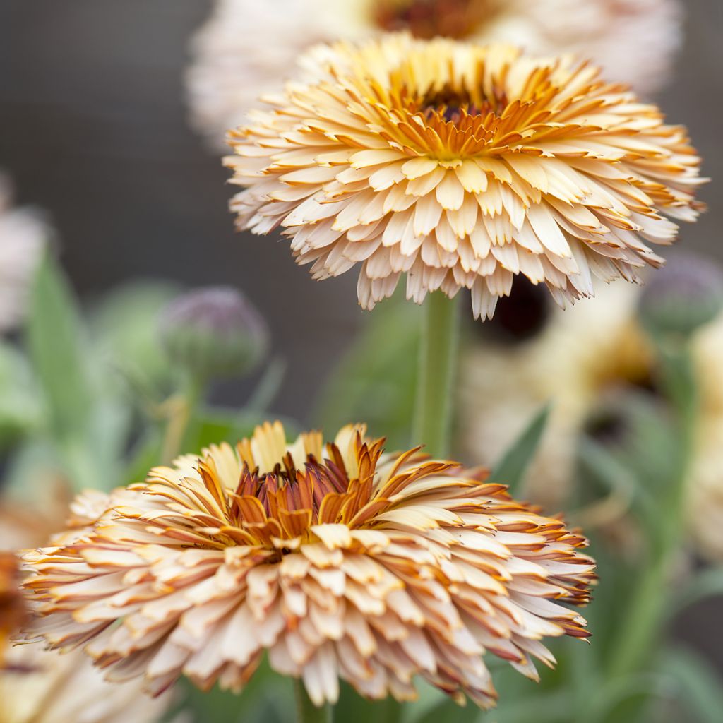 Ringelblume Pygmy Buff (Samen) - Calendula officinalis