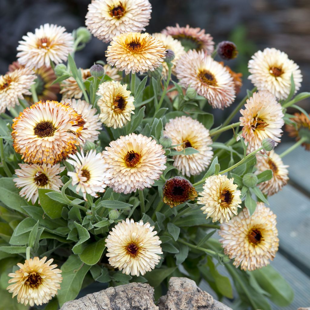 Ringelblume Pygmy Buff (Samen) - Calendula officinalis