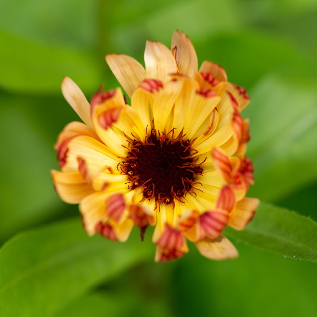 Garten-Ringelblume Sherbet Fizz - Calendula