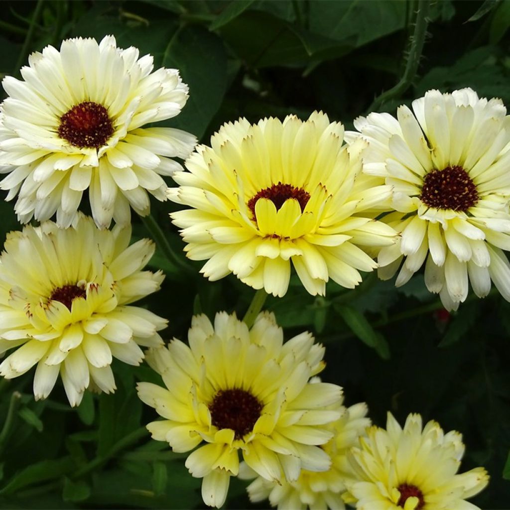 Ringelblume Snow Princess (Samen) - Calendula officinalis