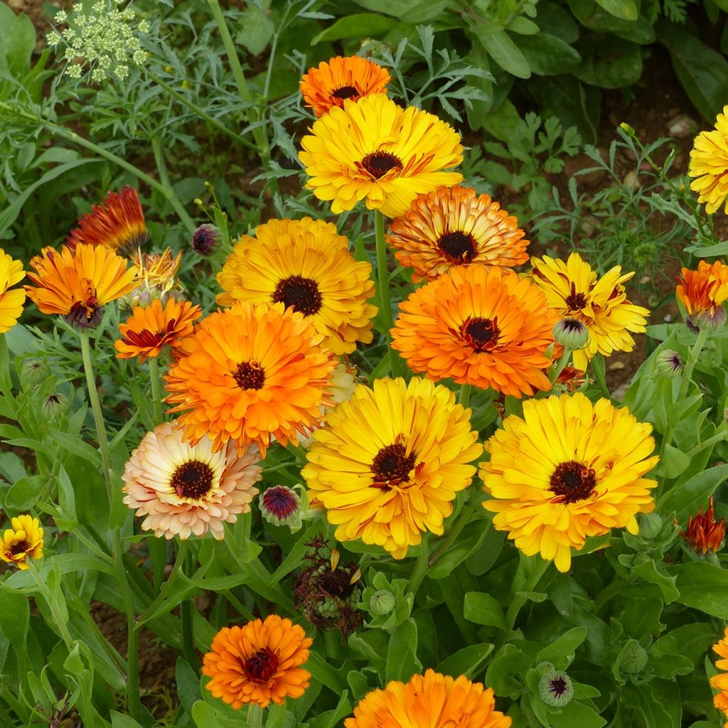 Garten-Ringelblume Touch of Red Mixed - Calendula