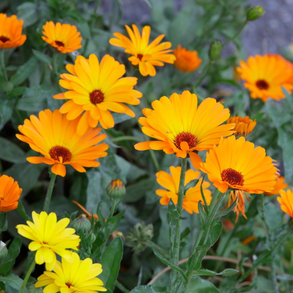 Ringelblume orange simple (Samen) - Calendula officinalis