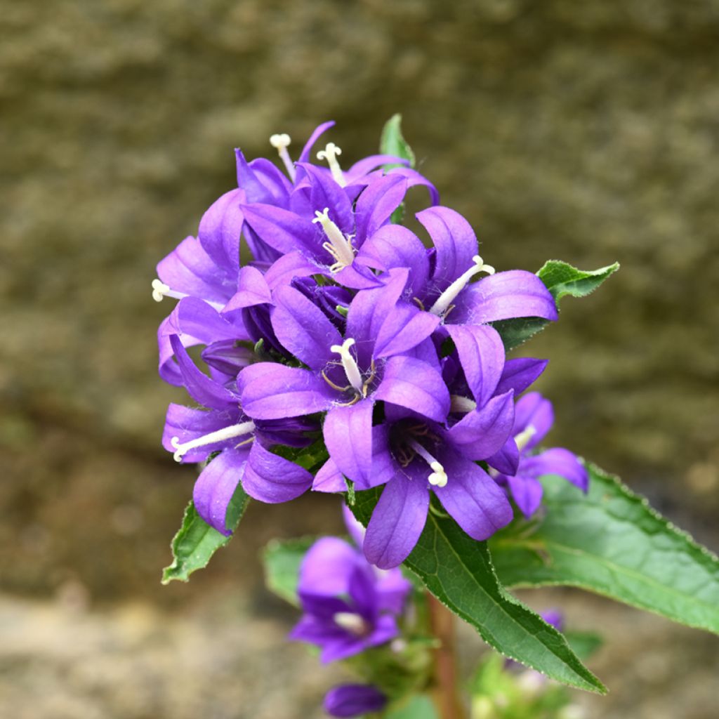 Campanula glomerata Superba (Samen) - Knäuel-Glockenblume