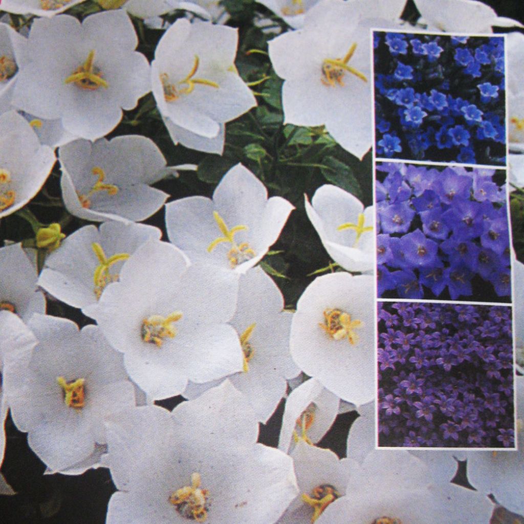 Campanula Mix (Samen) - Glockenblume