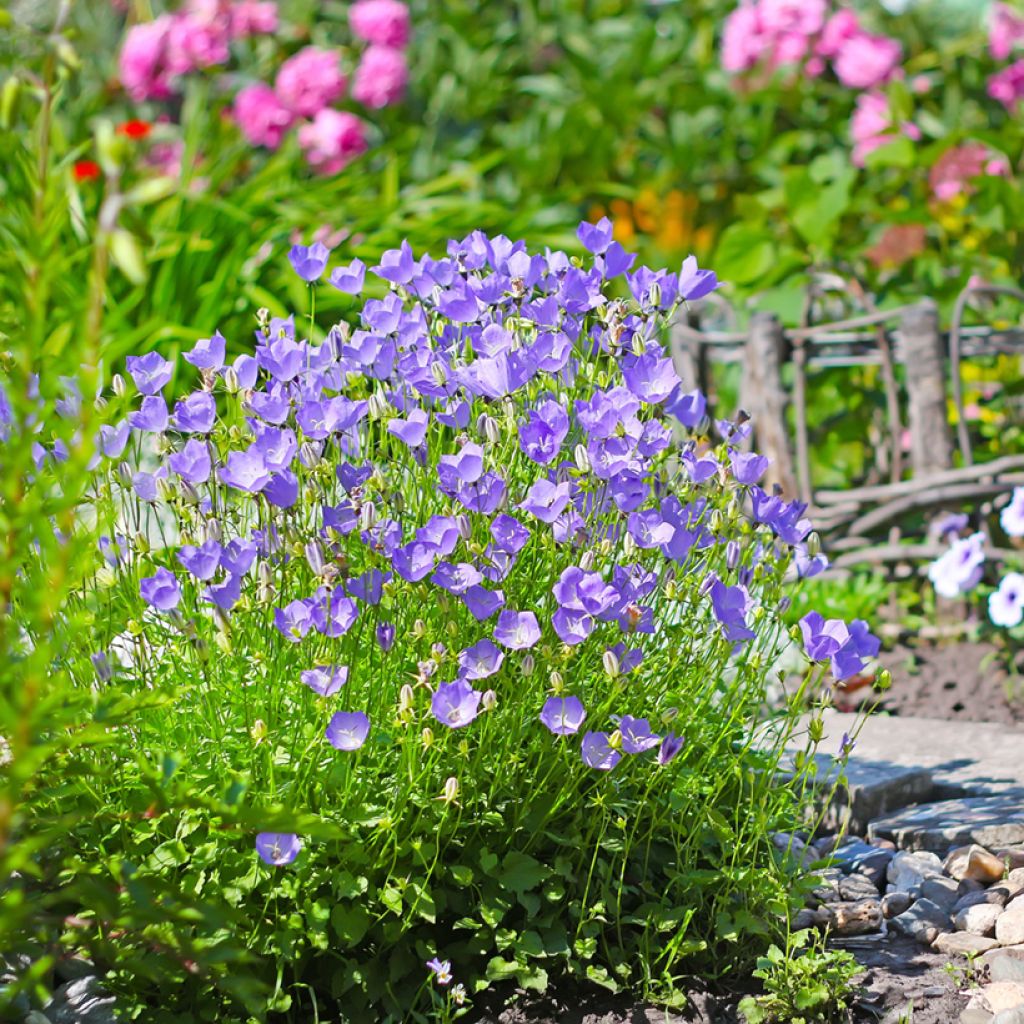 Campanula carpatica (Samen) - Karpaten-Glockenblume