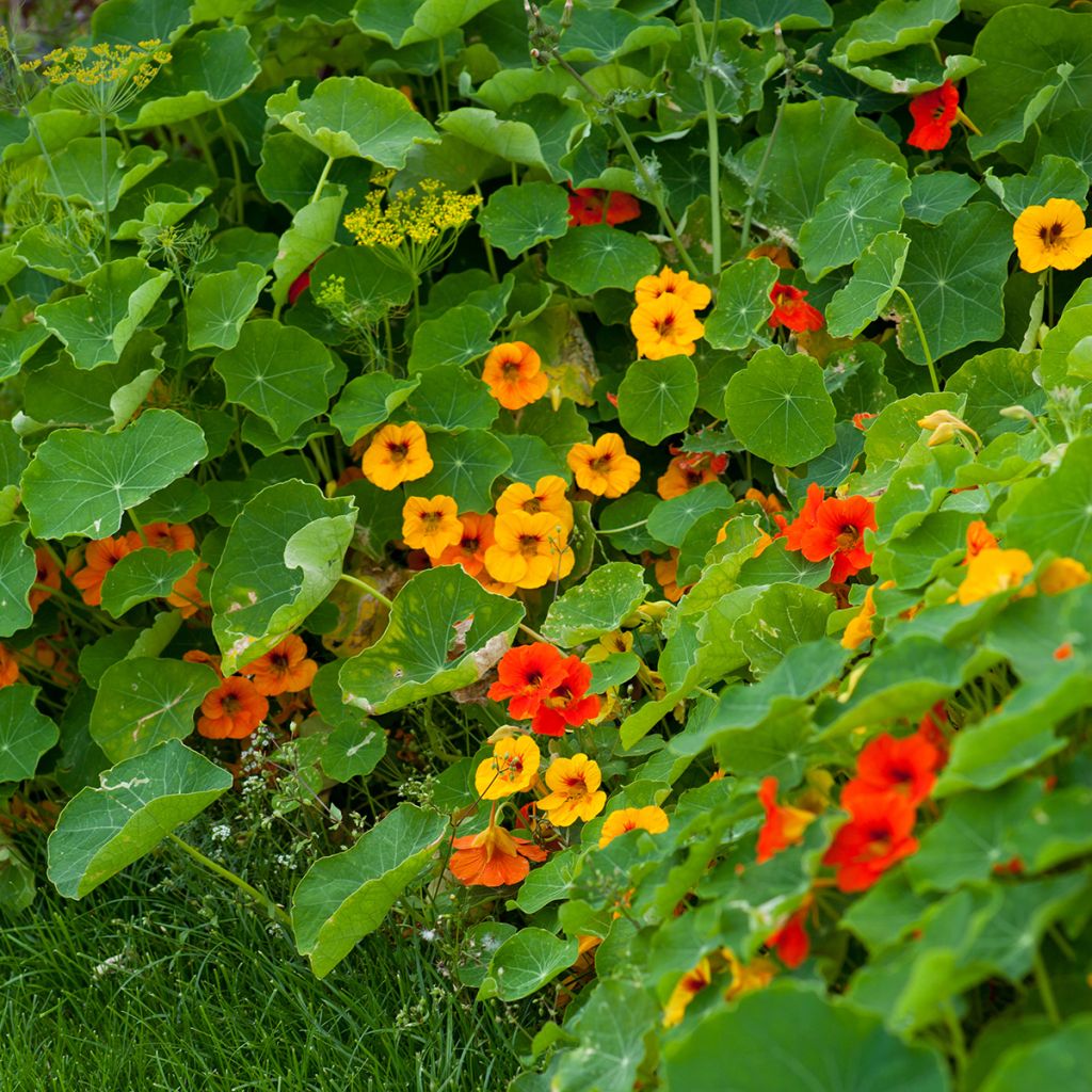 Graines de Capucine grimpante à fleurs doubles - Tropaeolum majus