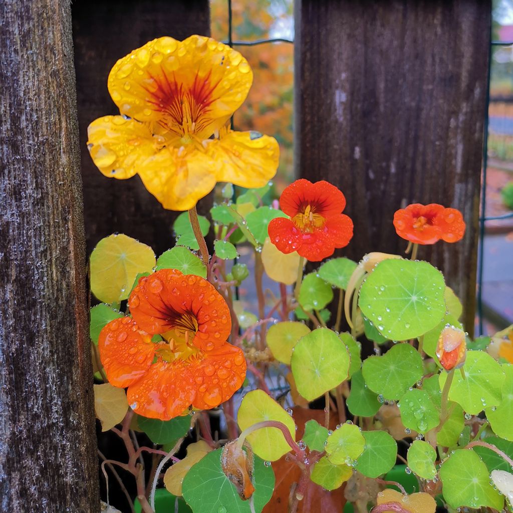 Graines de Capucine grimpante à fleurs doubles - Tropaeolum majus