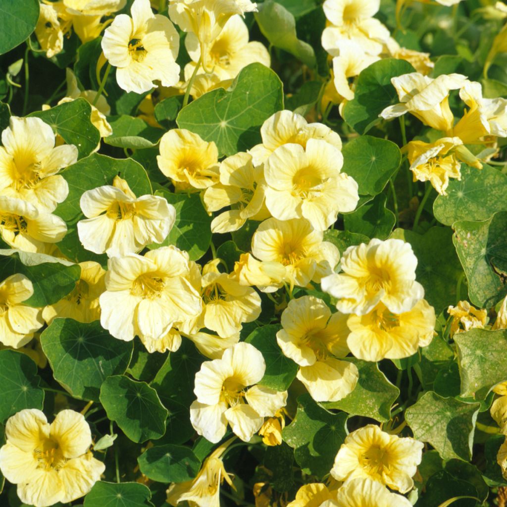 Samen der Niedrigen Kapuzinerkresse 'Milkmaid' - Tropaeolum majus