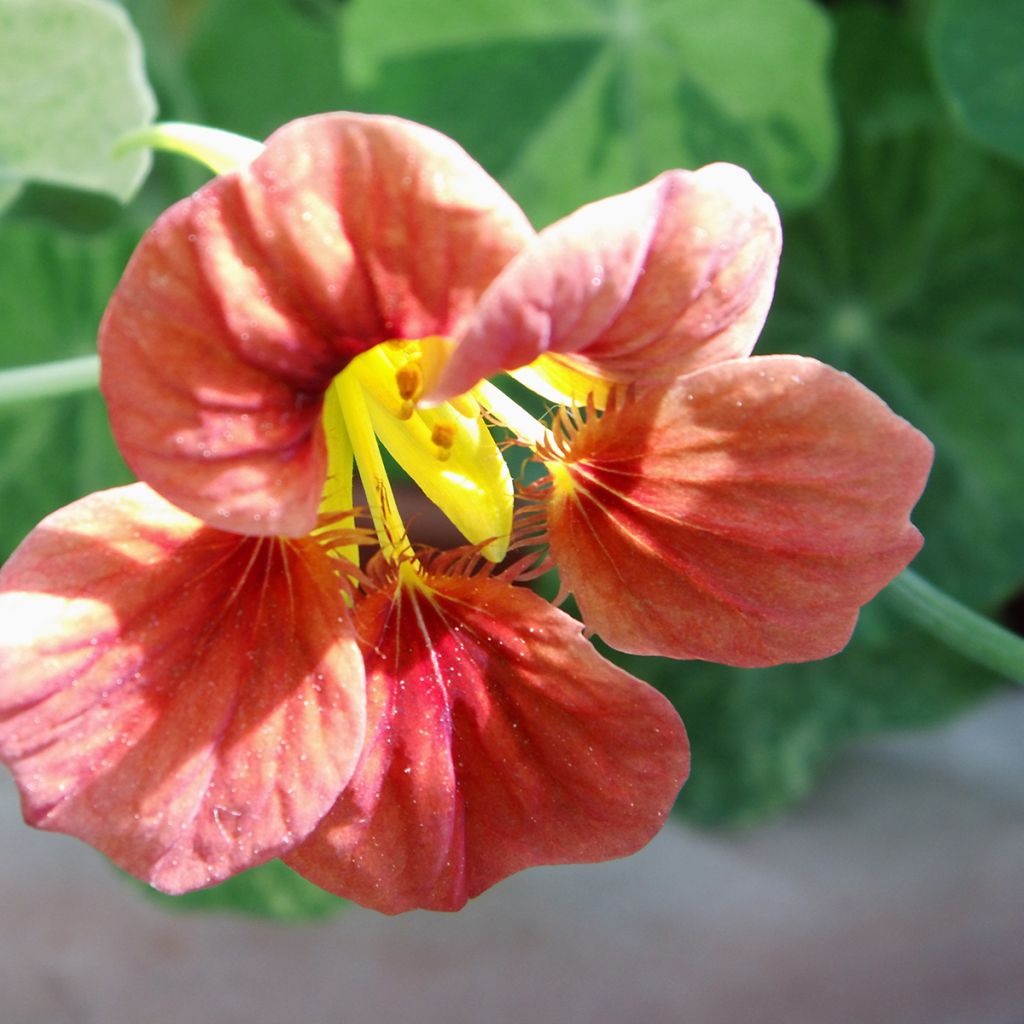 Graines de Capucine naine Salmon Baby - Tropaeolum majus 