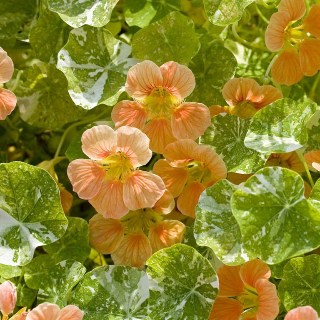 Tropaeolum Tip-Top Alaska Salmon (Samen) - Kapuzinerkresse