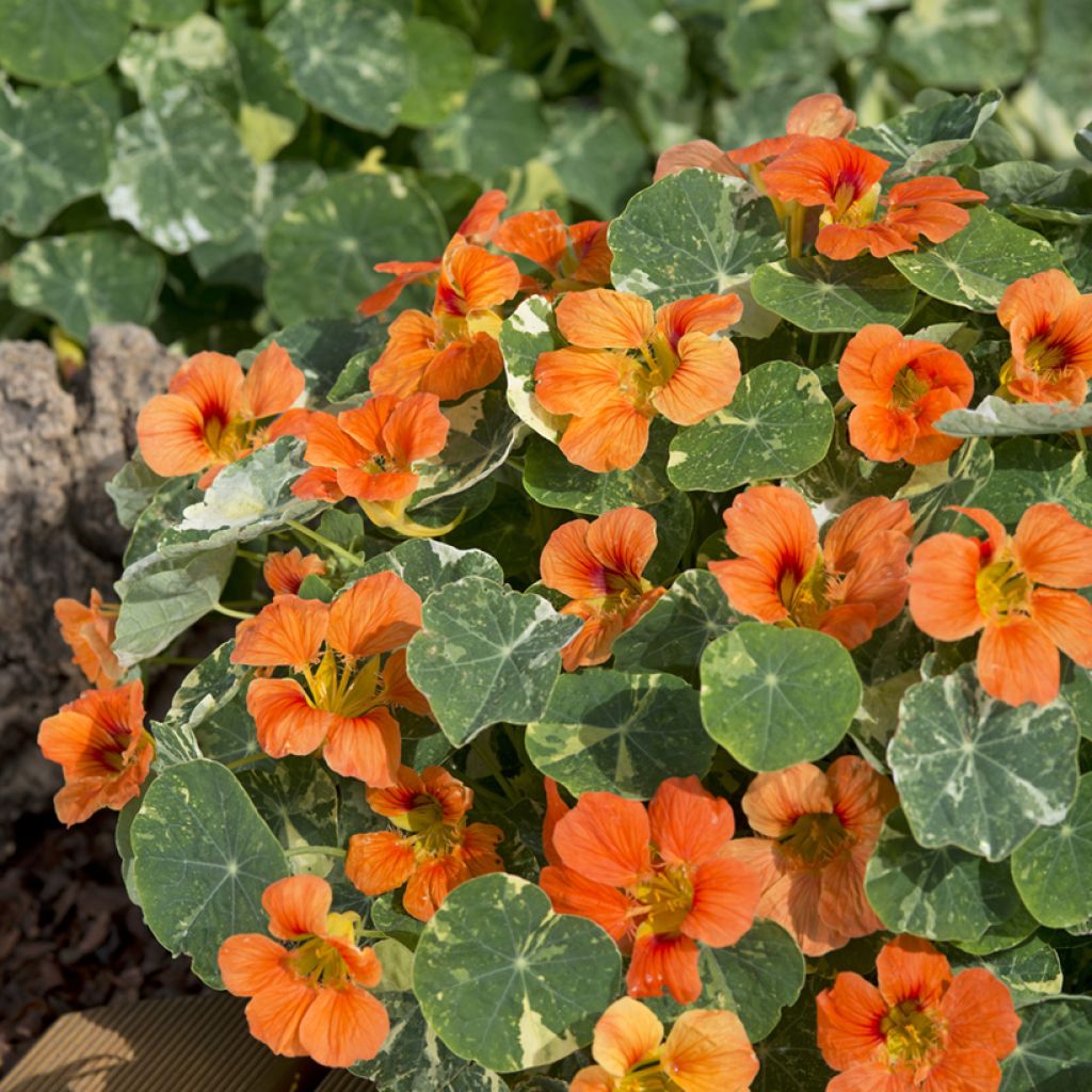 Tropaeolum Tip-Top Alaska Salmon (Samen) - Kapuzinerkresse