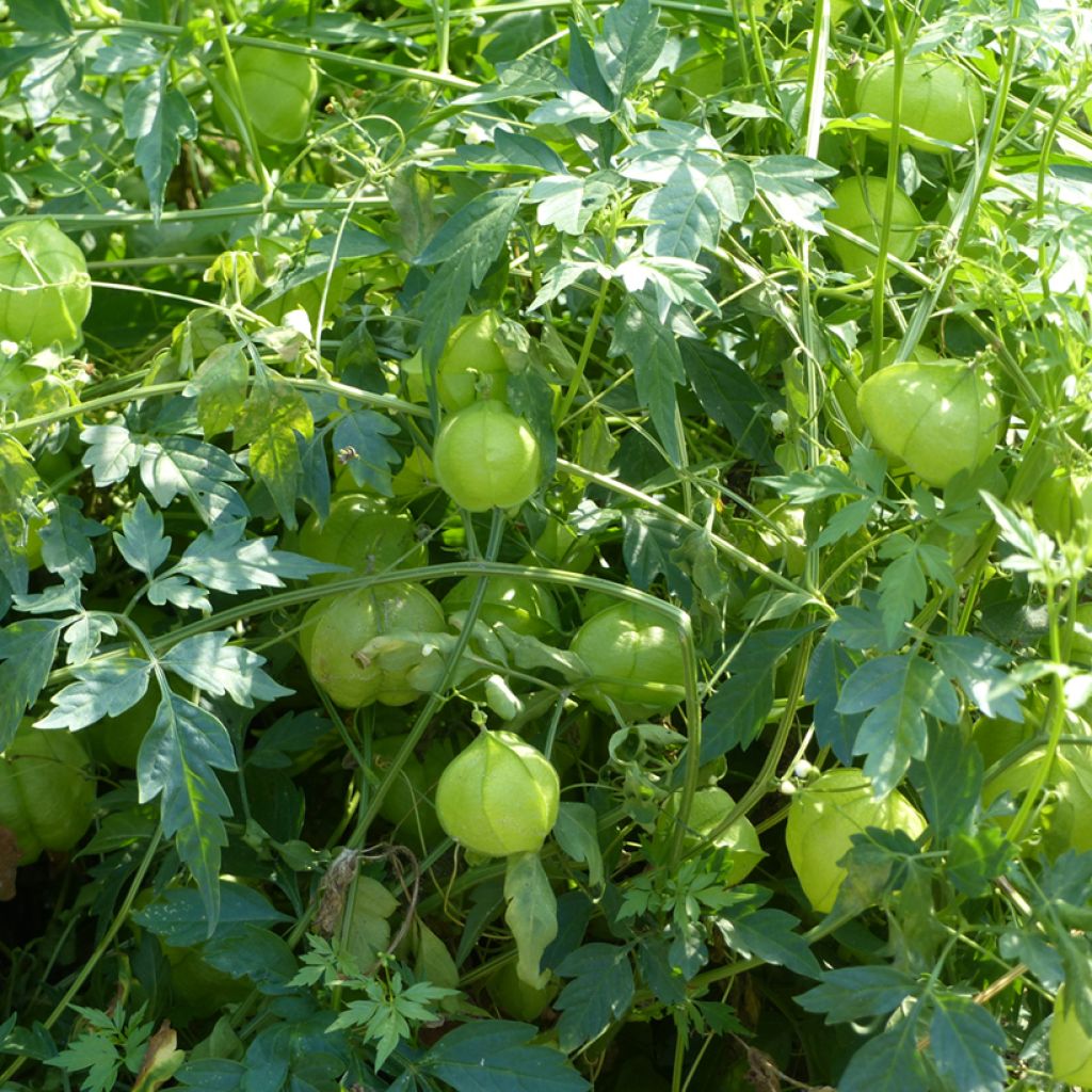 Cardiospermum halicacabum (Samen) - Ballonpflanze