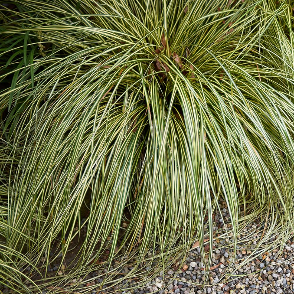 Carex comans Amazon Mist (Samen) - Neuseeländische Segge