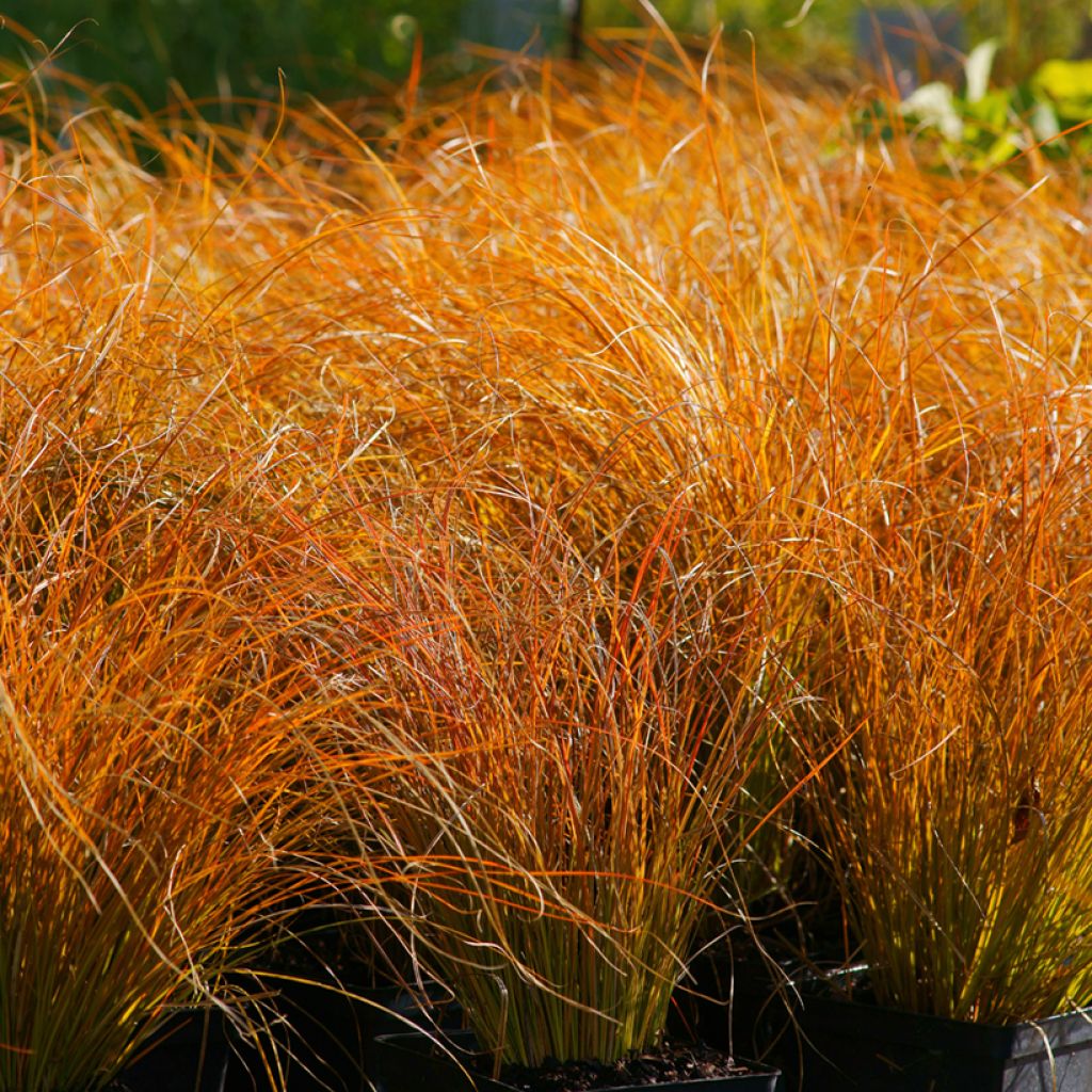 Carex testacea Prairie Fire (Samen) - Orange Segge