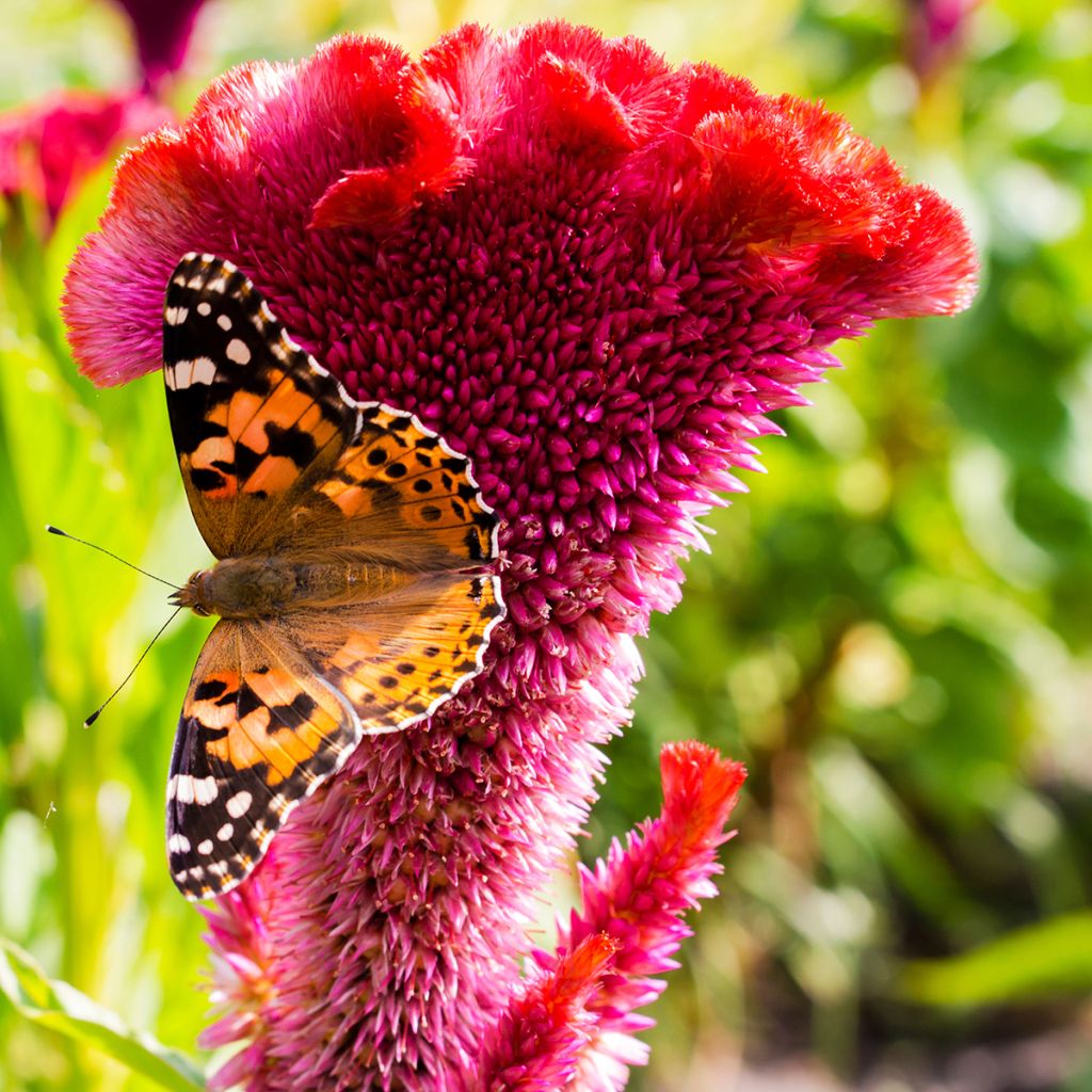 Celosia cristata Fan Dance Purple (Samen) - Hahnenkamm