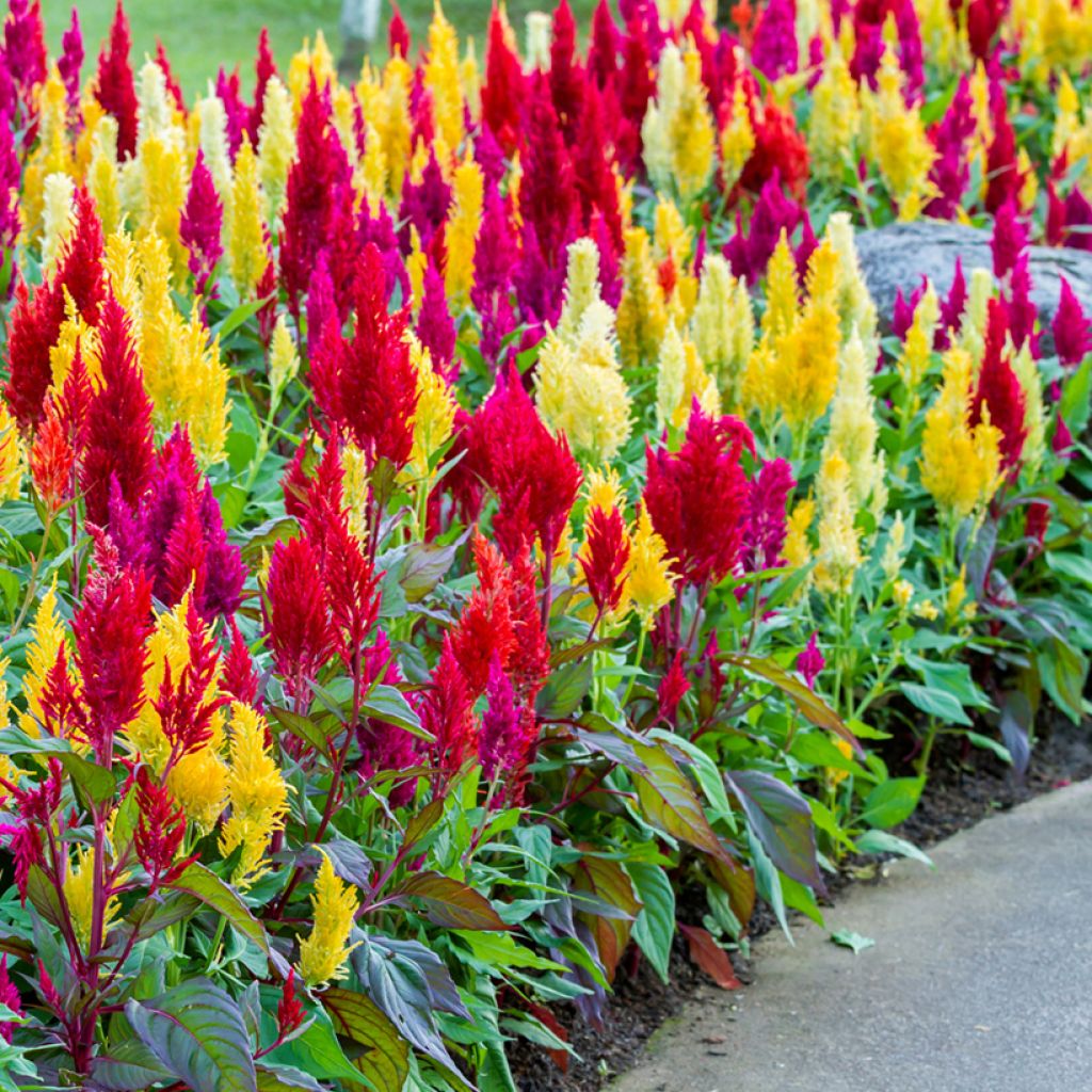 Celosia argentea var. plumosa (Samen) - Silber-Brandschopf