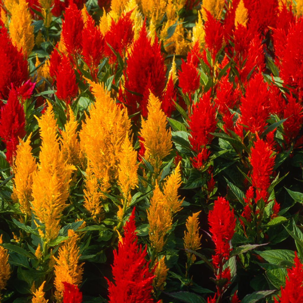 Celosia argentea var. plumosa Fresh look Red & Yellow (Samen) - Silber-Brandschopf