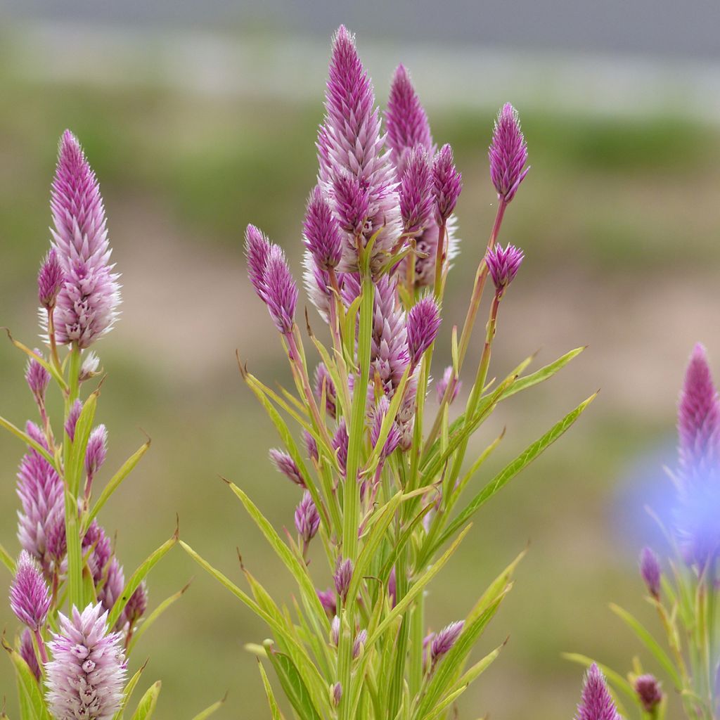 Celosia argentea var. spicata Flamingo Feather (Samen) - Silber-Brandschopf