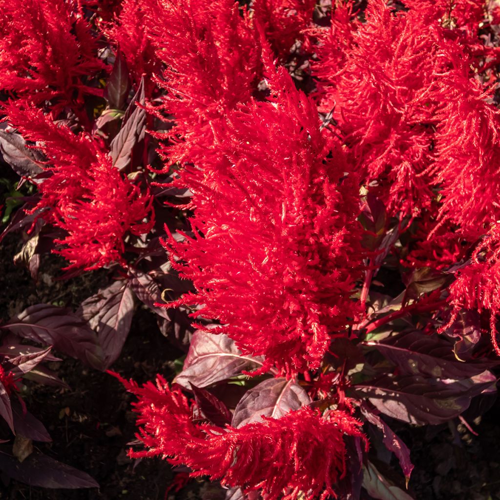 Celosia argentea plumosa China Town (Samen) - Silber-Brandschopf