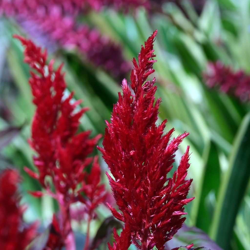 Celosia argentea var. plumosa Forest Fire (Samen) - Silber-Brandschopf