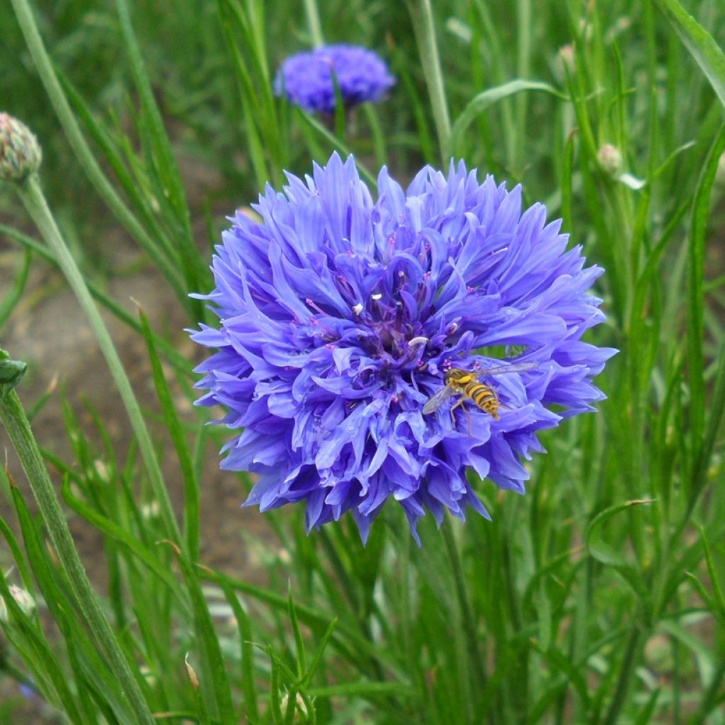 Kornblume Blue Boy (Samen) - Centaurea cyanus