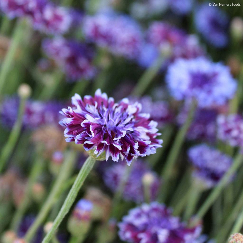 Kornblume Classic Magic (Samen) - Centaurea cyanus