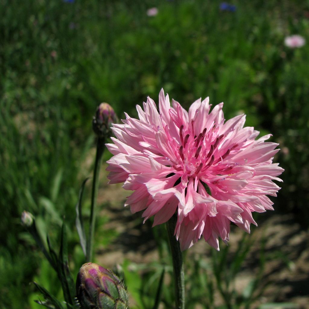 Kornblume Pinkie (Samen) - Centaurea cyanus