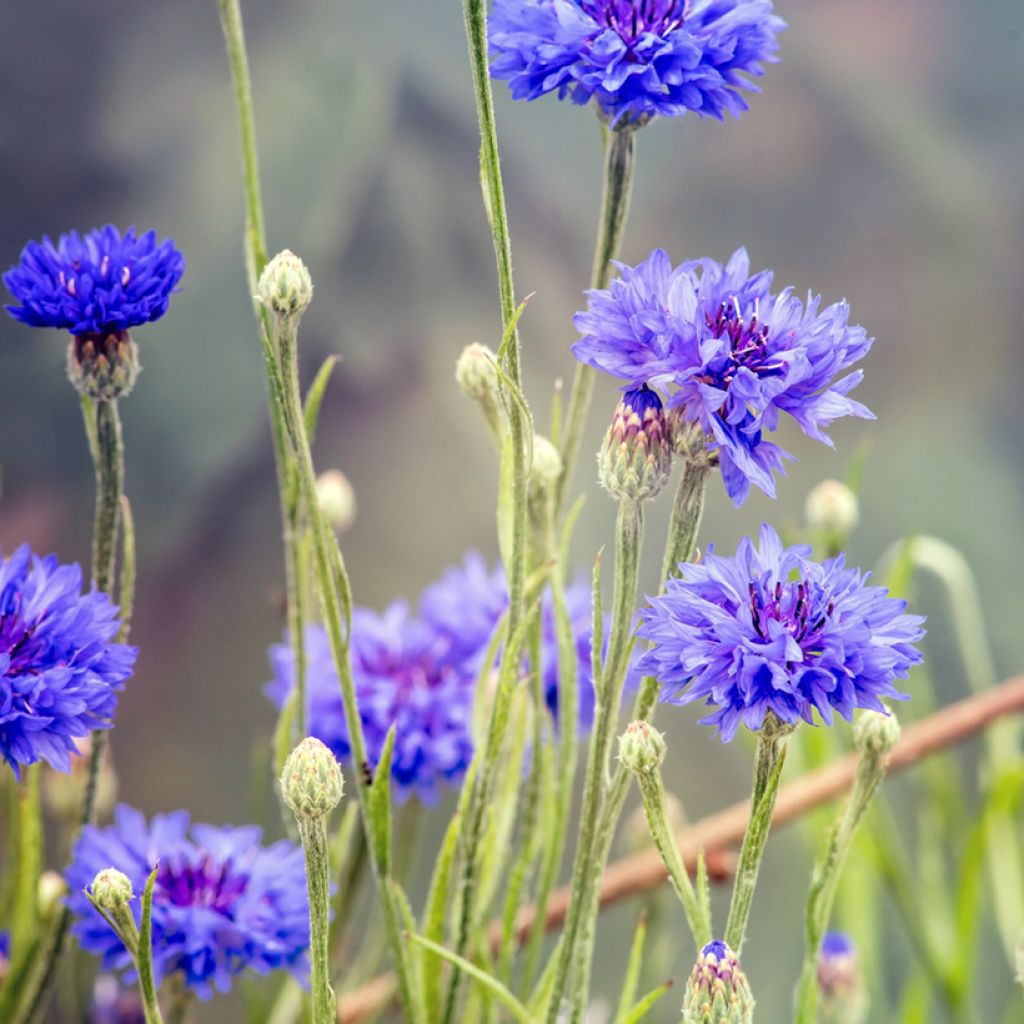 Kornblume (Samen) - Centaurea cyanus