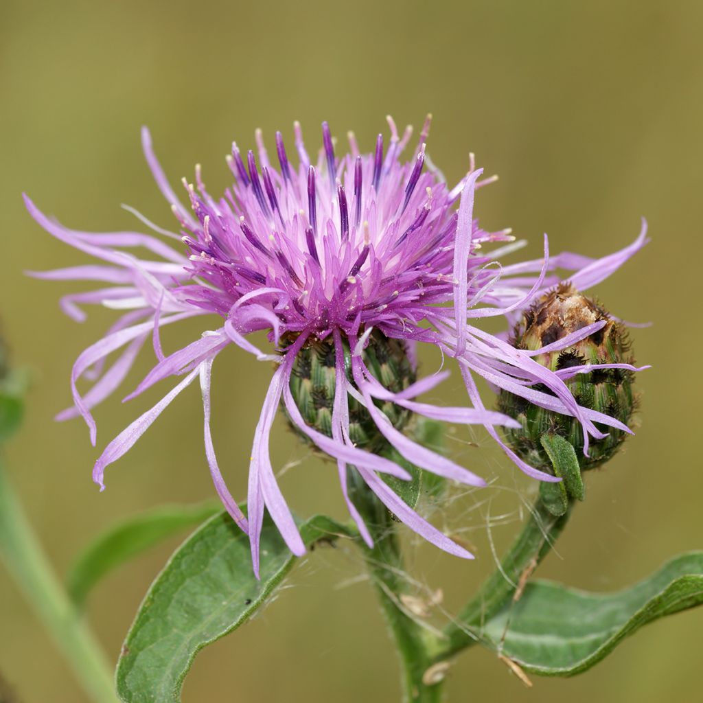 Centaurea jacea (Samen) - Wiesen-Flockenblume