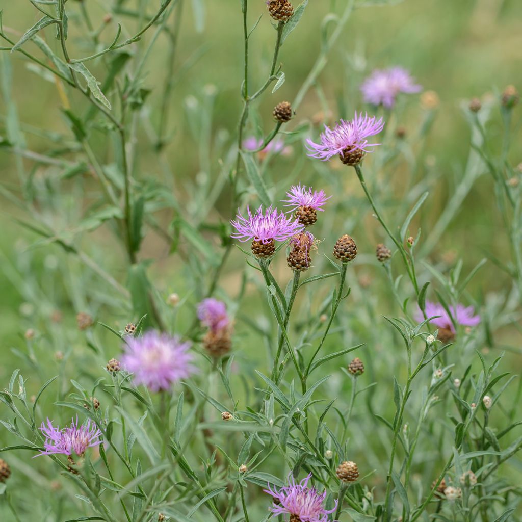 Centaurea jacea (Samen) - Wiesen-Flockenblume