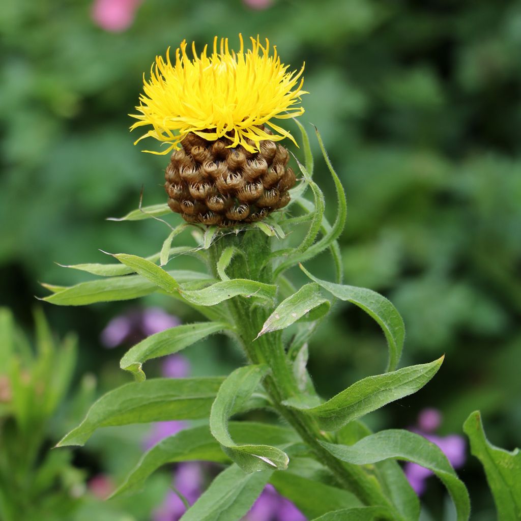 Centaurea macrocephala Yellow (Samen) - Riesenflockenblume