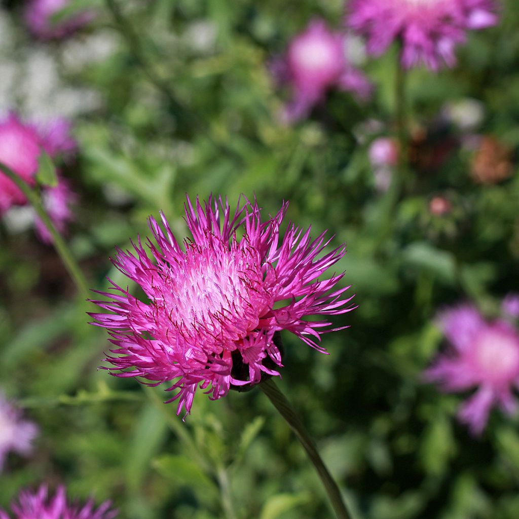 Centaurea moschata Splendens pourpre (Samen) - Duftende Bisamblume