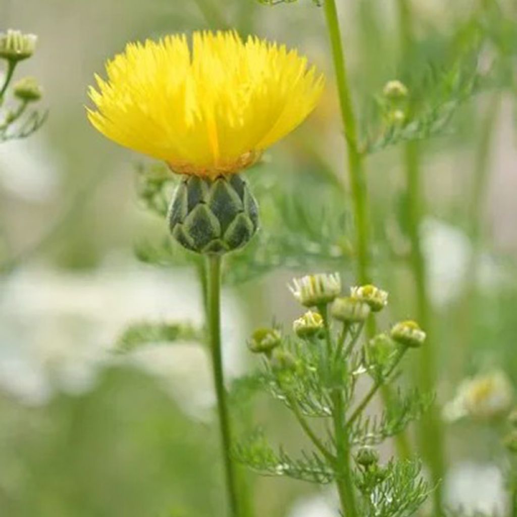 Centaurea suaveolens Yellow (Samen) - Kornblume